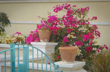 Mısır motifleri. Kızıl deniz dinlenmek