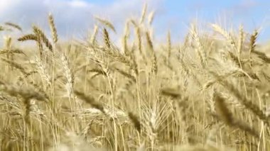 Olgun buğday kulakları yakın çekim. Alan.