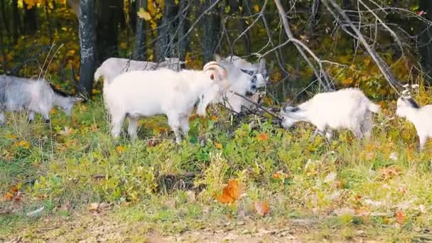 山羊抓着它们的角 有趣的场景 — 图库视频影像