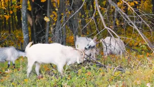 Goats scratching their horns. Funny scene. — Stock Video
