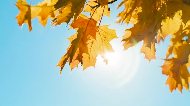 Sun Rays Penetrate Autumn Leaves — Stock Video