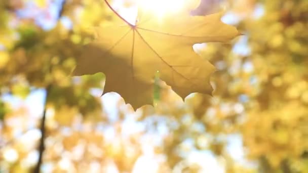 Πτώση Φύλλα Σφενδάμου Χρυσή Φθινόπωρο — Αρχείο Βίντεο