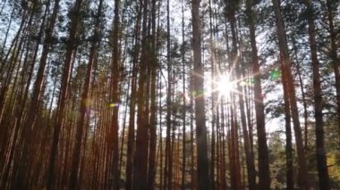 Güneş ışınları ağaçların arasından geçmek. Çam ormanı.