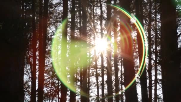 Solens Strålar Passera Genom Träden Och Skapa Vackra Bligar — Stockvideo