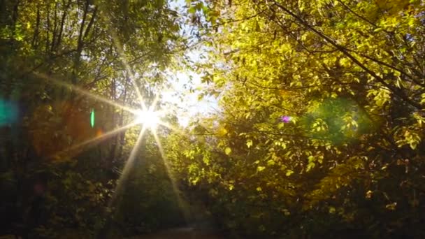 Солнечные Лучи Проходят Сквозь Деревья Создают Прекрасные Блески — стоковое видео
