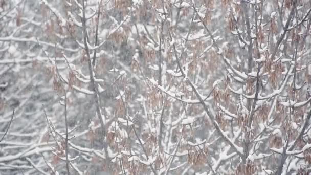 Fabuloso clima invernal. Fuertes nevadas . — Vídeos de Stock