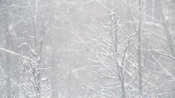 Сказочная Зимняя Погода Сильный Снегопад — стоковое видео