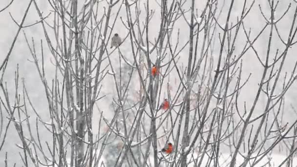 Bullfinches sitting on branches in a snowstorm. — Stock Video