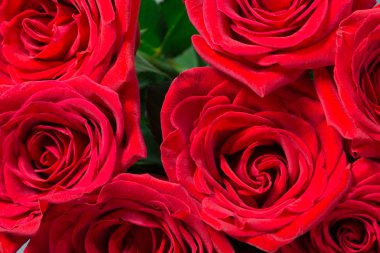 Doğal kırmızı gül portre. Arka plan