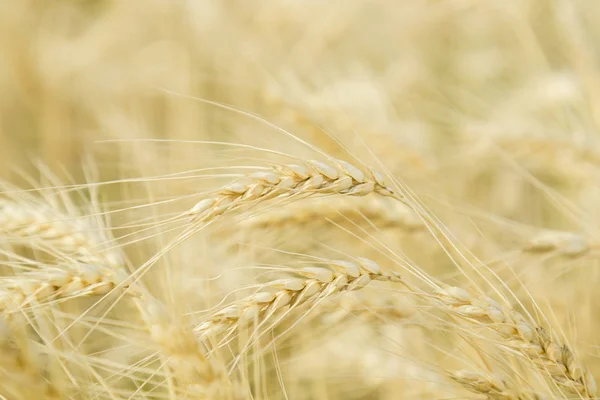 Ripe Wheat Ears Closeup Beautiful Background — Stock Photo, Image