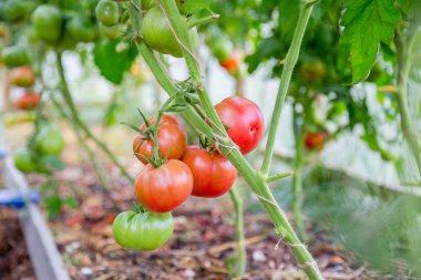 Kırmızı olgun domates bir dalda asılı. Portre.