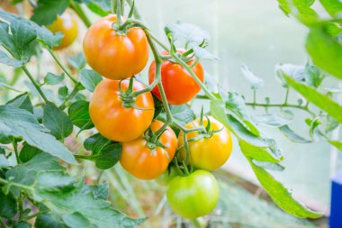 Domates bir dalda asılı. Portre