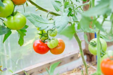 Domates bir dalda asılı. Portre