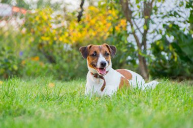 Köpek doğurmak Jack Russell Terrier çimenlerin üzerinde