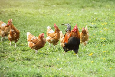 Tavuk horoz sonra çalıştırın. Liderlik kavramı.