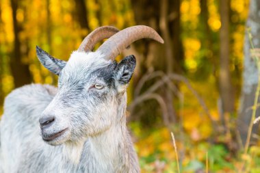 Sonbahar orman arka plan üzerinde bir boynuzlu keçi closeup namlu