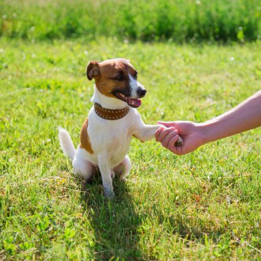 Köpek doğurmak Jack Russell Terrier pençe adama veriyor. Kavram dostluk.