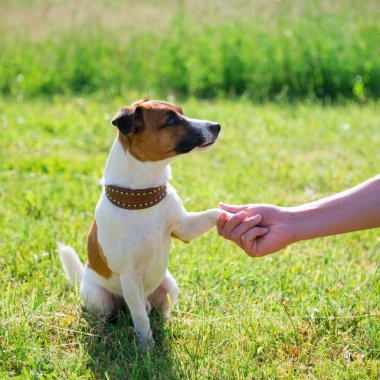 Köpek doğurmak Jack Russell Terrier pençe adama veriyor. Kavram dostluk.