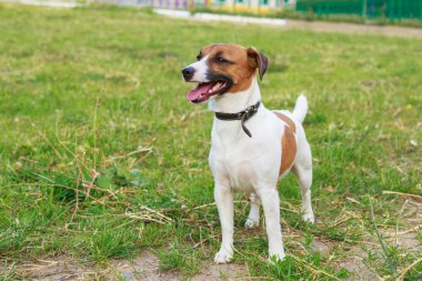 Jack Russell Terrier köpek doğurmak. Genç yaş.