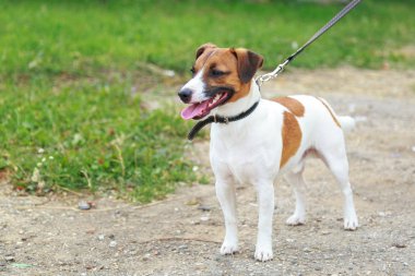 Jack Russell Terrier köpek doğurmak. Genç yaş.