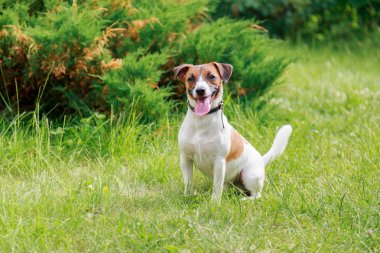 Köpek doğurmak Jack Russell Terrier çimenlerin üzerinde