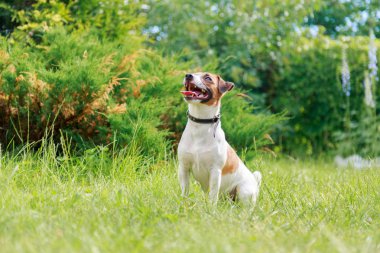 Köpek doğurmak Jack Russell Terrier çimenlerin üzerinde