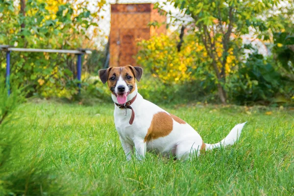 Порода Собак Джек Рассел Терьер Траве — стоковое фото