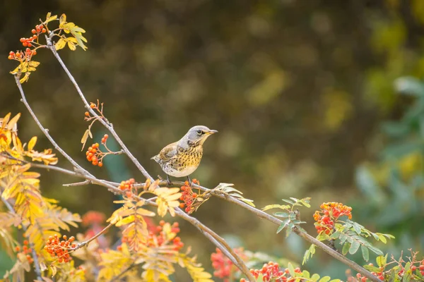 Vogel Lijster Zittend Een Tak Rowan Kleurrijke Achtergrond — Stockfoto