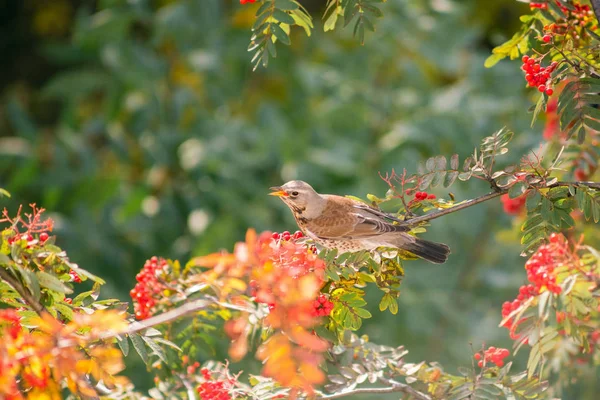 Lijster Vogel Eet Rowan Bessen Kleurrijke Achtergrond — Stockfoto
