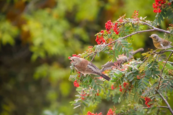 Uccello Del Tordo Mangia Bacche Sorbo Sfondo Colorato — Foto Stock