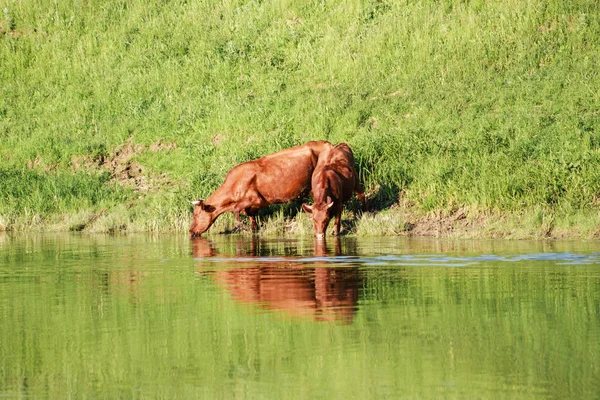 Zwei Kühe Trinken Wasser Aus Teich — Stockfoto