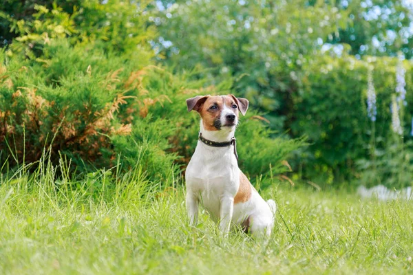 Anjing Ras Jack Russell Terrier Rumput — Stok Foto