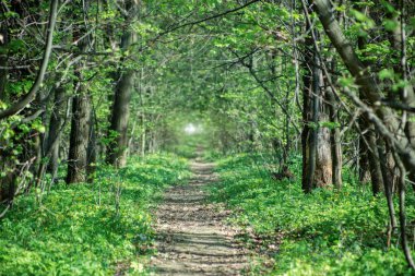 Güzel bir orman ile uzun iz. Yaz manzara.