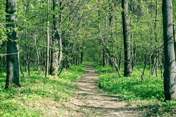 Güzel bir orman ile uzun iz. Yaz manzara.