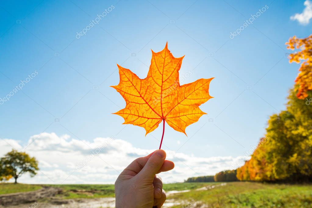 Maple leaf in hand against sky background.