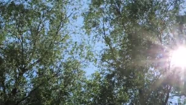 Les Rayons Soleil Passent Travers Les Arbres Créent Beaux Reflets — Video