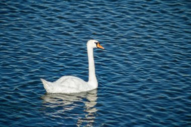 Beyaz kuğu mavi suda yüzüyor.
