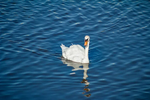 Cisne Branco Está Flutuando Água Azul — Fotografia de Stock