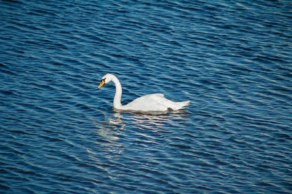 白い白鳥は青い水に浮かんでいる — ストック写真