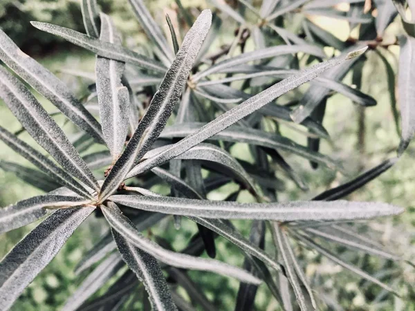 Hojas Largas Árbol Tropical — Foto de Stock