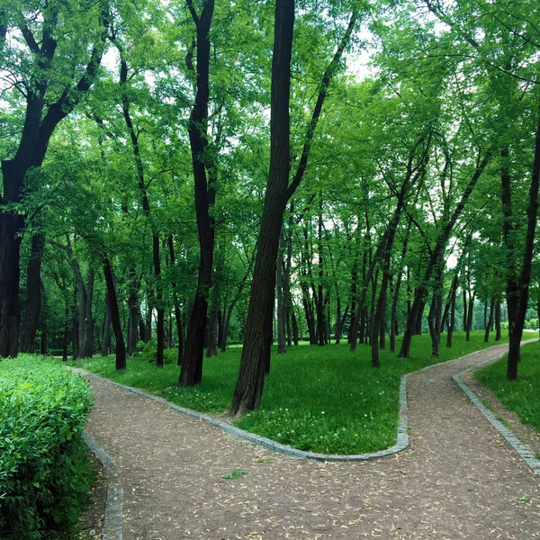 개의도로 잔디에 경로입니다 도시의 공원에서 공원의 한가운데에 있는도로 — 스톡 사진