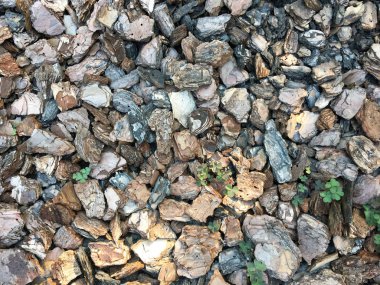 Bahçe için Ahşap Talaş. Yerde yatan bir ağaç kabuğunun dokusu. Ağaç kabuğundan arka plan. Dekoratif kabuk, malç, malç. Dekoratif ahşap yongaları. Doğal çam malç kahverengi