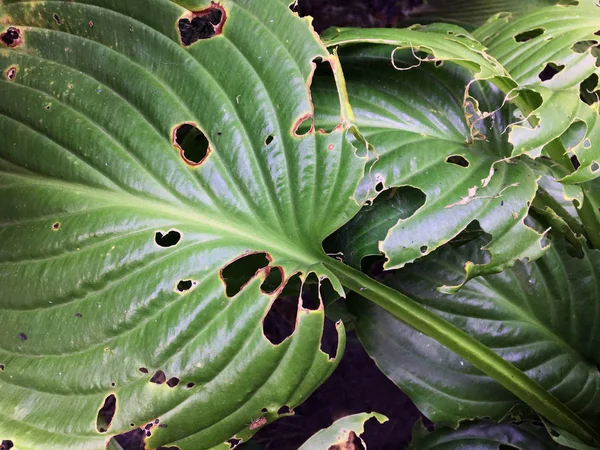 Green monstera leaf background, tropical leaf, abstract green leaf texture. Green Leafs Affected Or Damaged By Insects. Big green leaves of monstera. monstera leaf in the forest for nature background