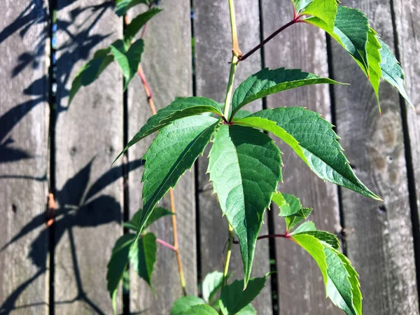 Tejer Planta Una Cerca Madera Plantas Jardín Tejiendo Antigua Superficie —  Fotos de Stock