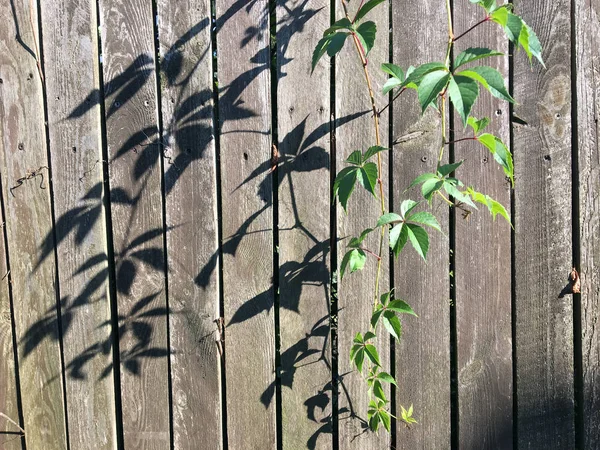 Tejer Planta Una Cerca Madera Plantas Jardín Tejiendo Antigua Superficie —  Fotos de Stock