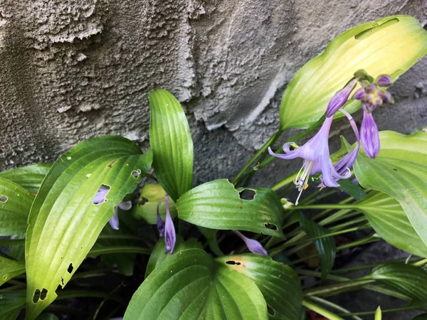 Purple bell flower against a concrete wall. Gray rough concrete wall. Green Leaves Affected Or Damaged By Insects. Purple flowers bells on a gray background of green leaves bathed in the sun
