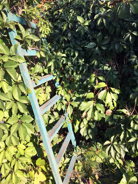 Old metal ladder in the garden. Perfect natural pattern. The fence is twined with flowering. A small corner in the countryside entwined with a plant.