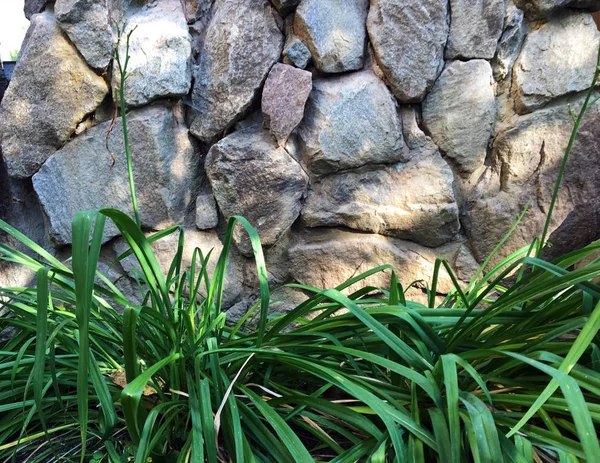 Stone brick wall and green tree wall design for fence. Green tree wall in the garden with long green grass against the background of a stone fence. A cozy corner in the garden. Wall of large stones