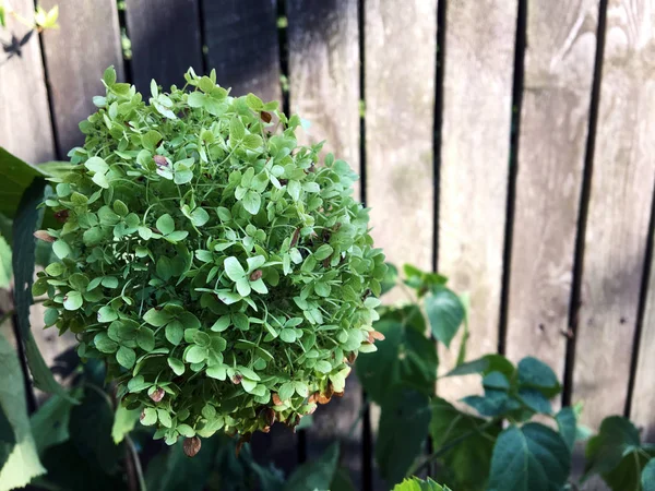 Green Hydrangea against the background of a wooden fence in the garden. White flowers of hydrangea or hortensia closeup. Very soft green Hydrangea with another Hydrangea in blur back ground