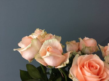 Gri arka planda gül buketi. Metin için bir yer ile gri bir arka plan üzerinde pembe gül Trendy buket